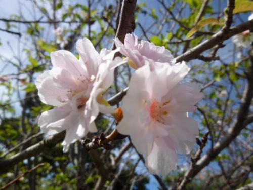 十月桜