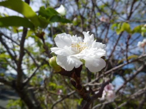 十月桜