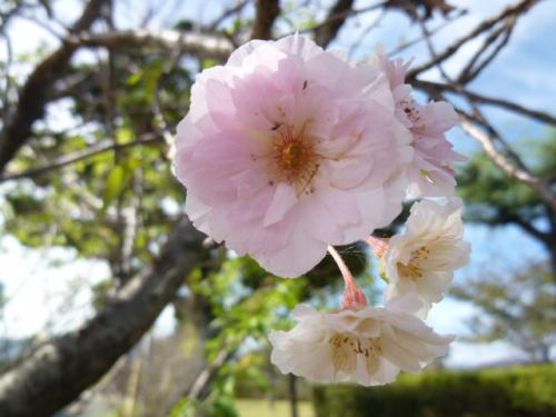 十月桜