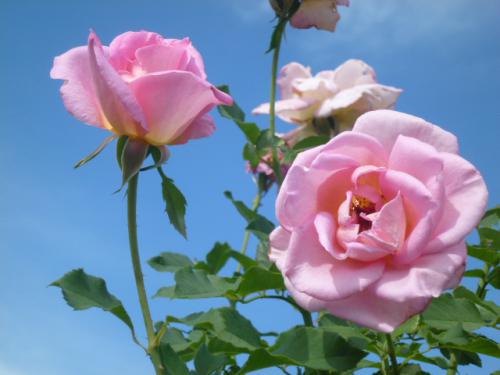 秋薔薇♪