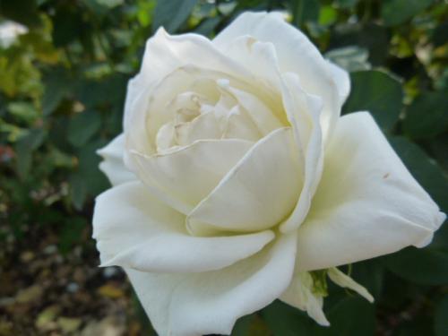 秋薔薇♪