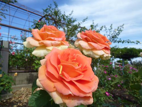 秋薔薇♪