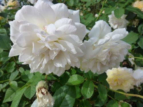 秋薔薇♪