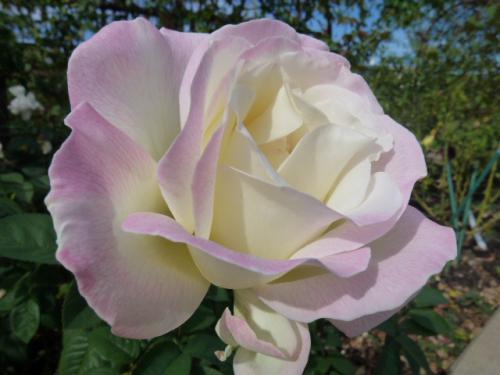 秋薔薇♪