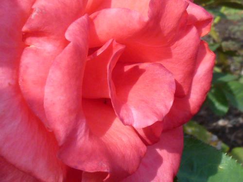 秋薔薇♪