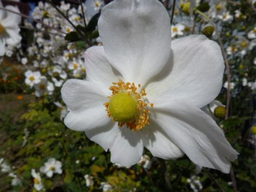 秋明菊