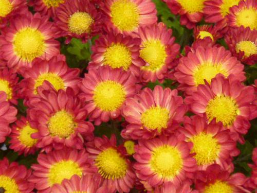 菊
