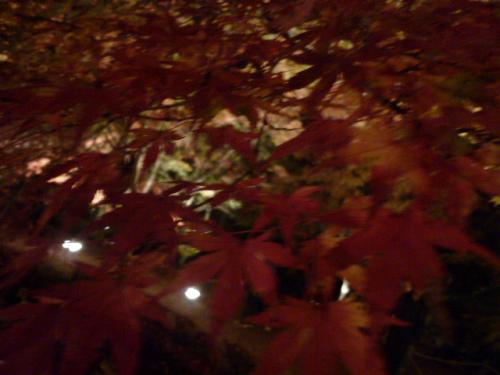 P1120271.jpg