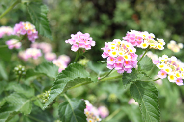 2012 629.2jpg