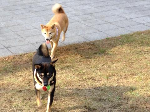 あじゃiphone+2345_convert_20140209020400