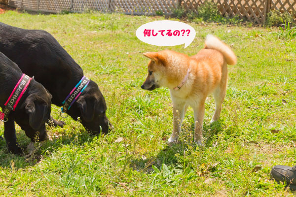 20130413_LM_out-1473.jpg