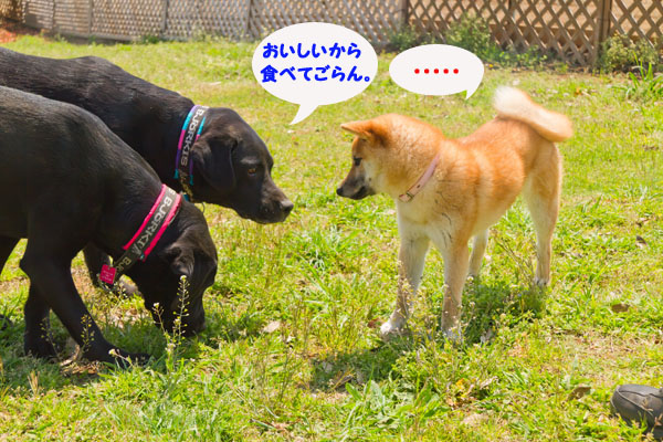 20130413_LM_out-1483.jpg