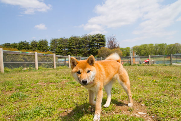 Lei S File 船橋アンデルセン公園 ドッグラン