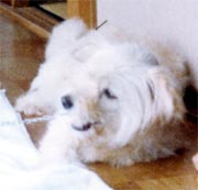tibi-4.jpg