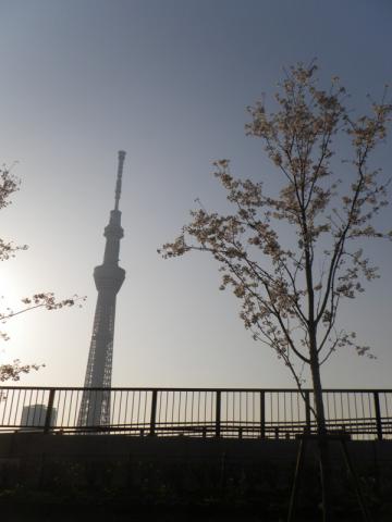スカイツリー墨田公園