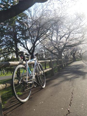 水元公園桜20130326