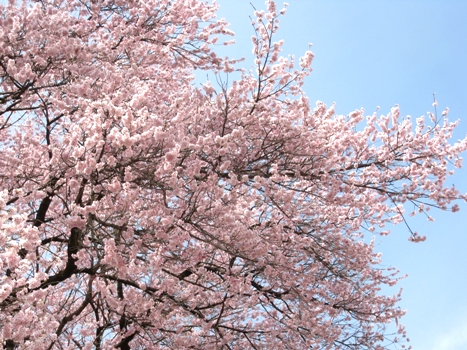 130409-2.jpg