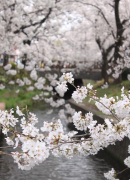 桜③