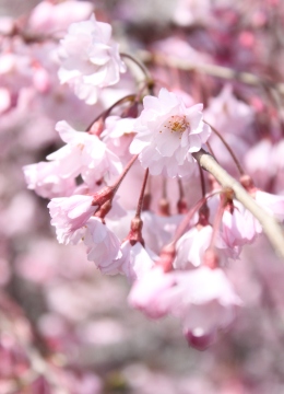 しだれ桜