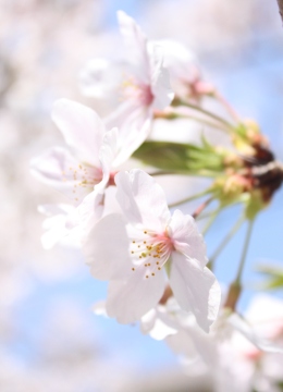 桜