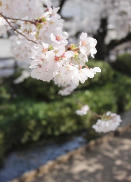 桜①