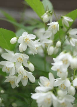 ヒメウツギの花