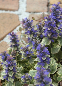 麩入りアジュガの花