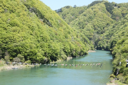 天竜川のこいのぼり