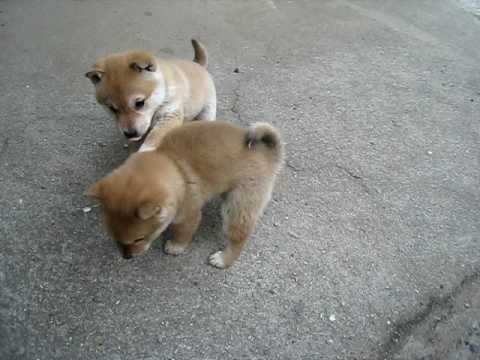 どすこい犬相撲 らぶちゅー かわいい動物動画