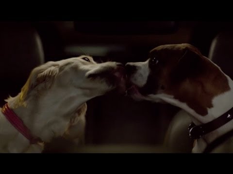 海外スバルの犬ｃｍが面白かわいい らぶちゅー かわいい動物動画