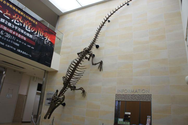 魅力の 化石 骨格 標本 恐竜 超巨大種 ワニ 美麗歯 直営通販サイトです