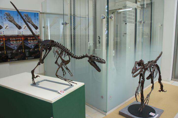 化石 骨格 標本 恐竜 超巨大種 ワニ 美麗歯-