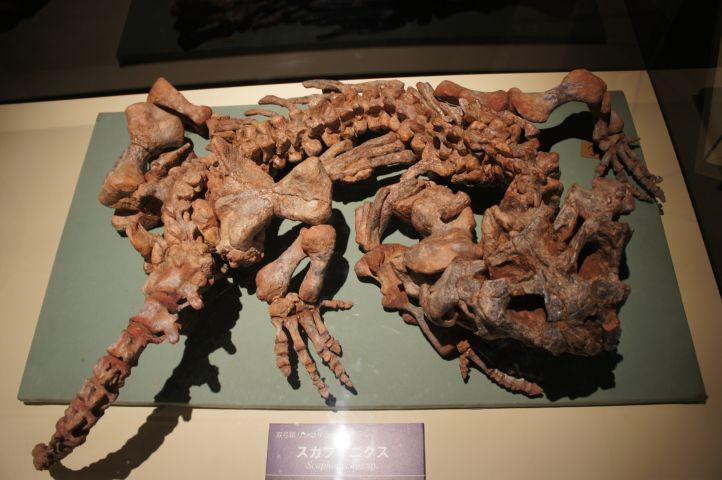 大阪大学総合学術博物館特別展 巨大ワニと恐竜の世界 | 始祖鳥堂