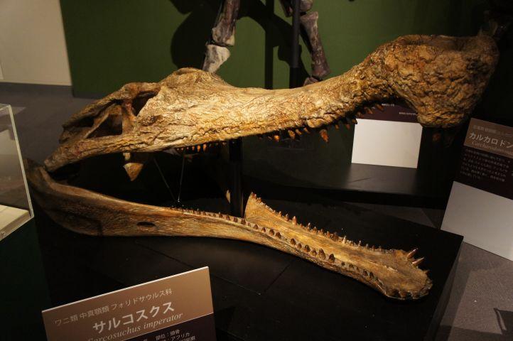 化石 骨格 標本 恐竜 超巨大種 ワニ 美麗歯-