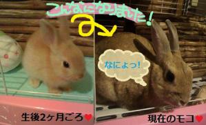 うちのモコ