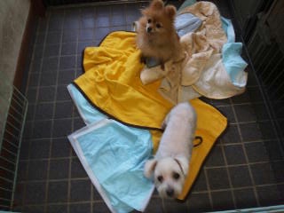 moblog_12c744a7.jpg