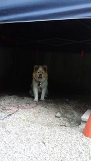 moblog_2ad546f3.jpg