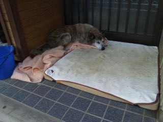 moblog_2fe38815.jpg