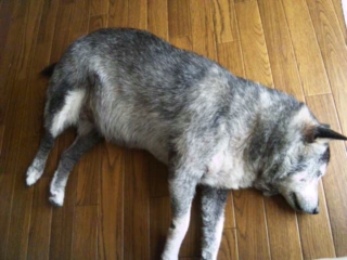 moblog_4f942db3.jpg