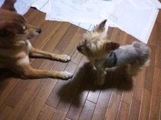 moblog_706723d9.jpg