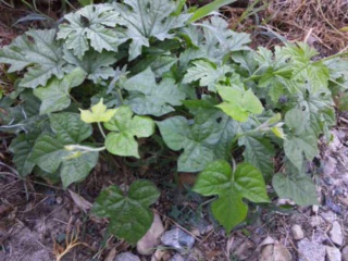 moblog_9510c55a.jpg