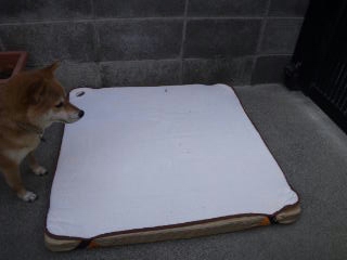 moblog_d0b68f8d.jpg