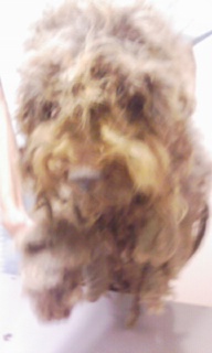 moblog_ee767200.jpg
