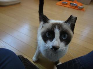 neko1.jpg