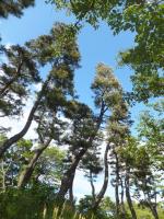 江戸城の松