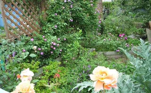 RIMG0238_1.jpg