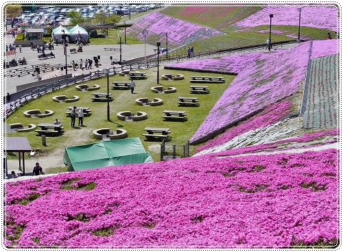 12hiratasiba.jpg