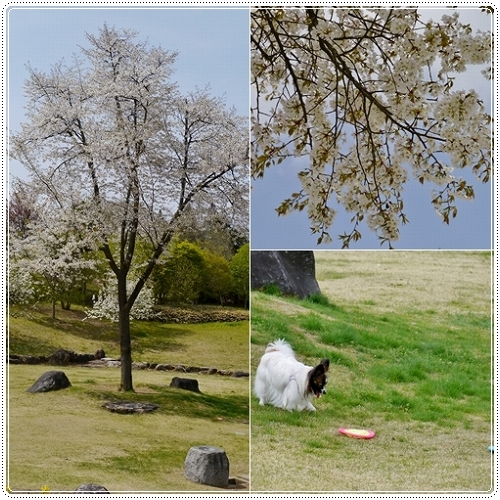13sakurafubuki.jpg