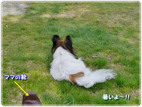 14sakurafubuki.jpg