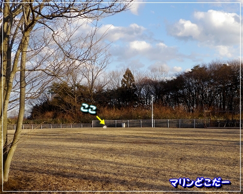 3オリーブ